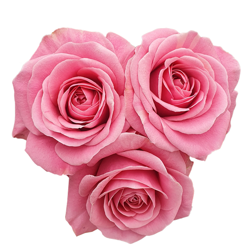 Glamour Pink Select