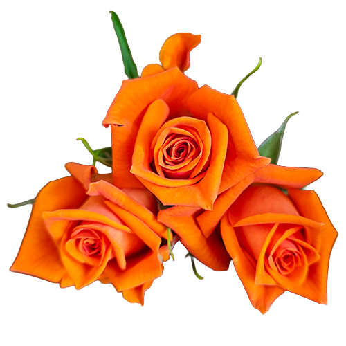 Orange Spice