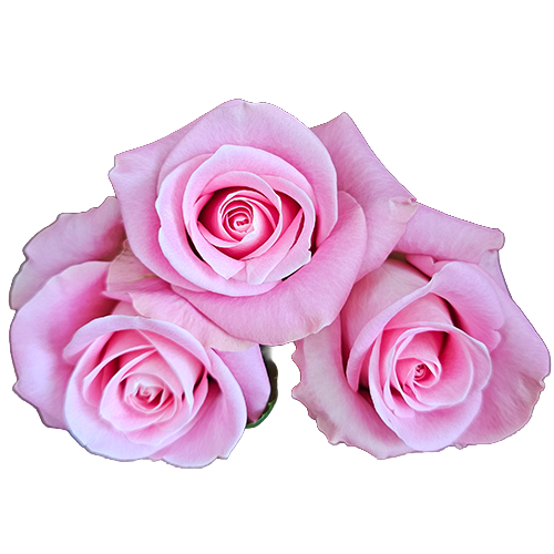Pink Star